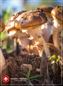 Agaricus blazei