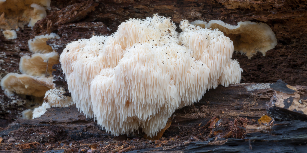 Lion's Mane Hericium erinaceus